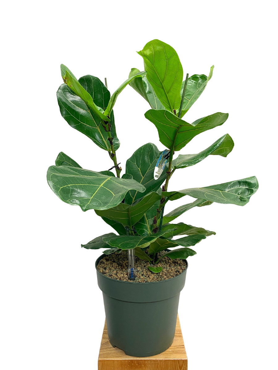 Geigenfeige Ficus lyrata Tuff