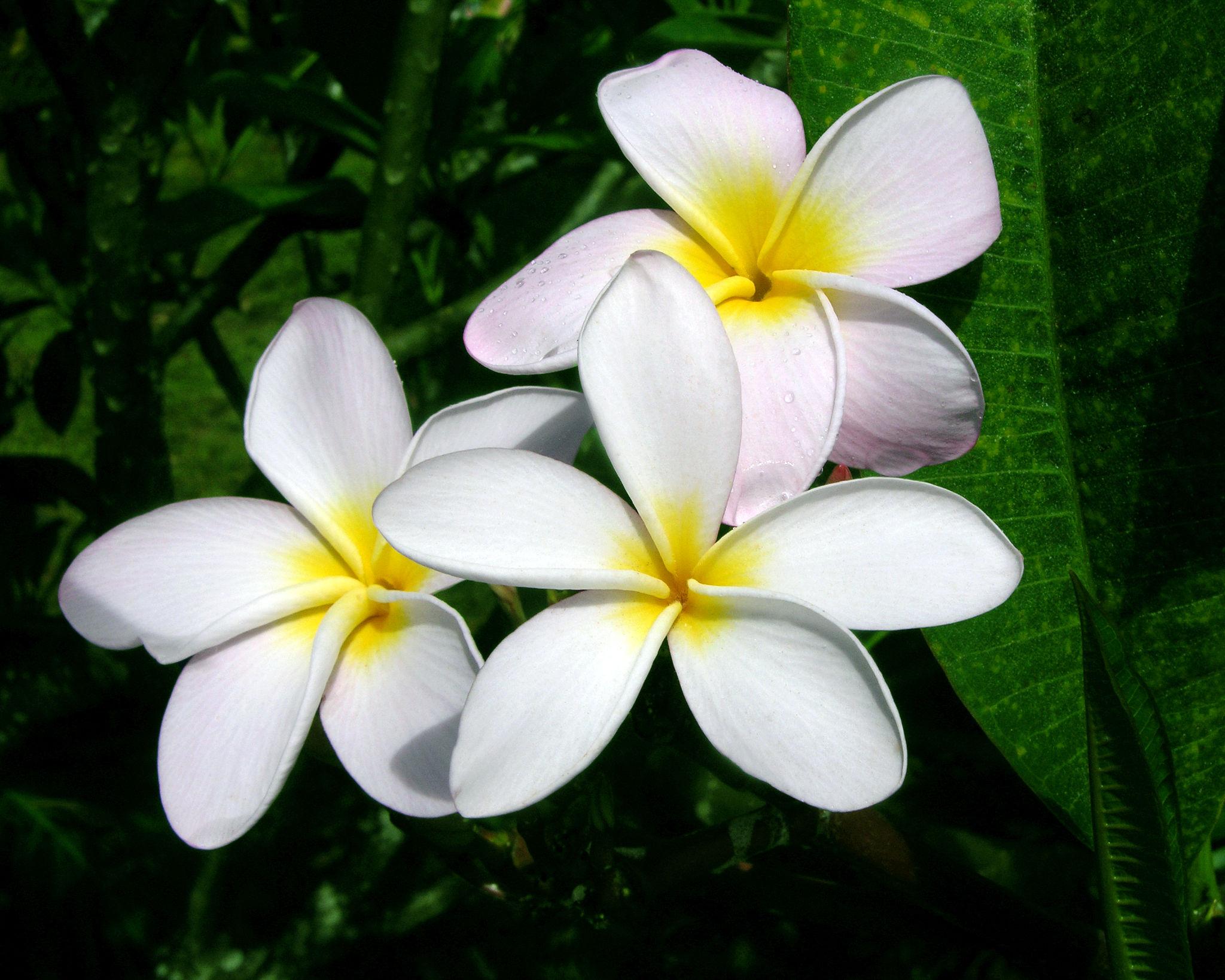 Frangipani Plumeria Hawaiian White Pearl