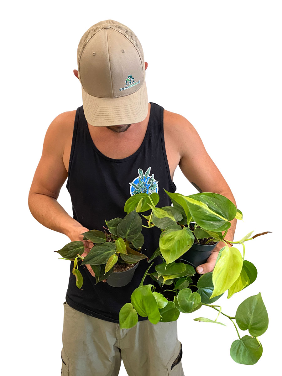 Philodendron Trio