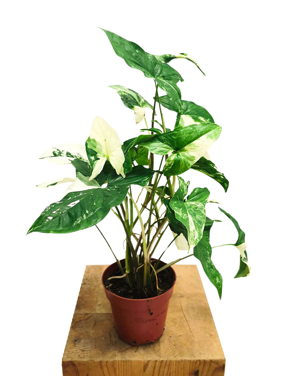 Syngonium Albo Variegata