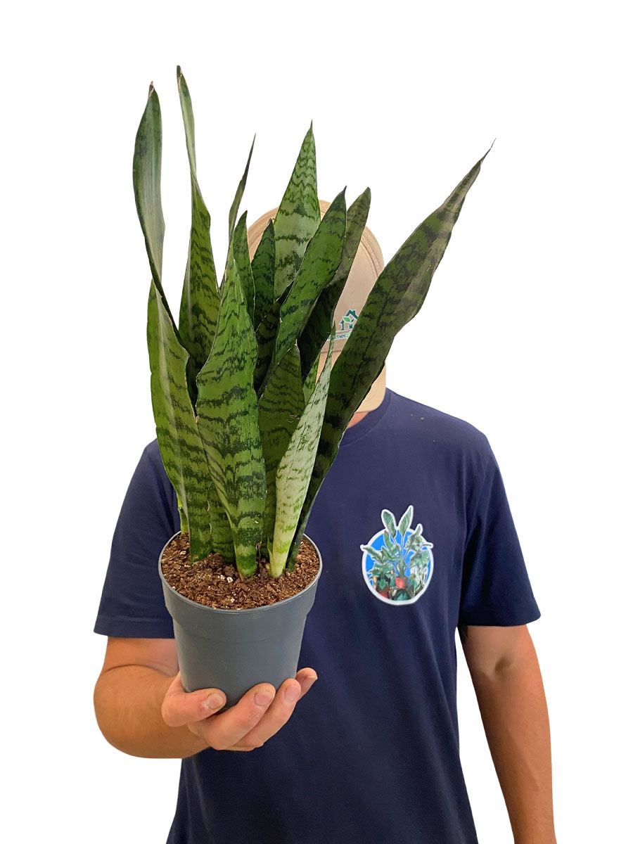 Bogenhanf Sansevieria Zeylanica - Ø12 cm