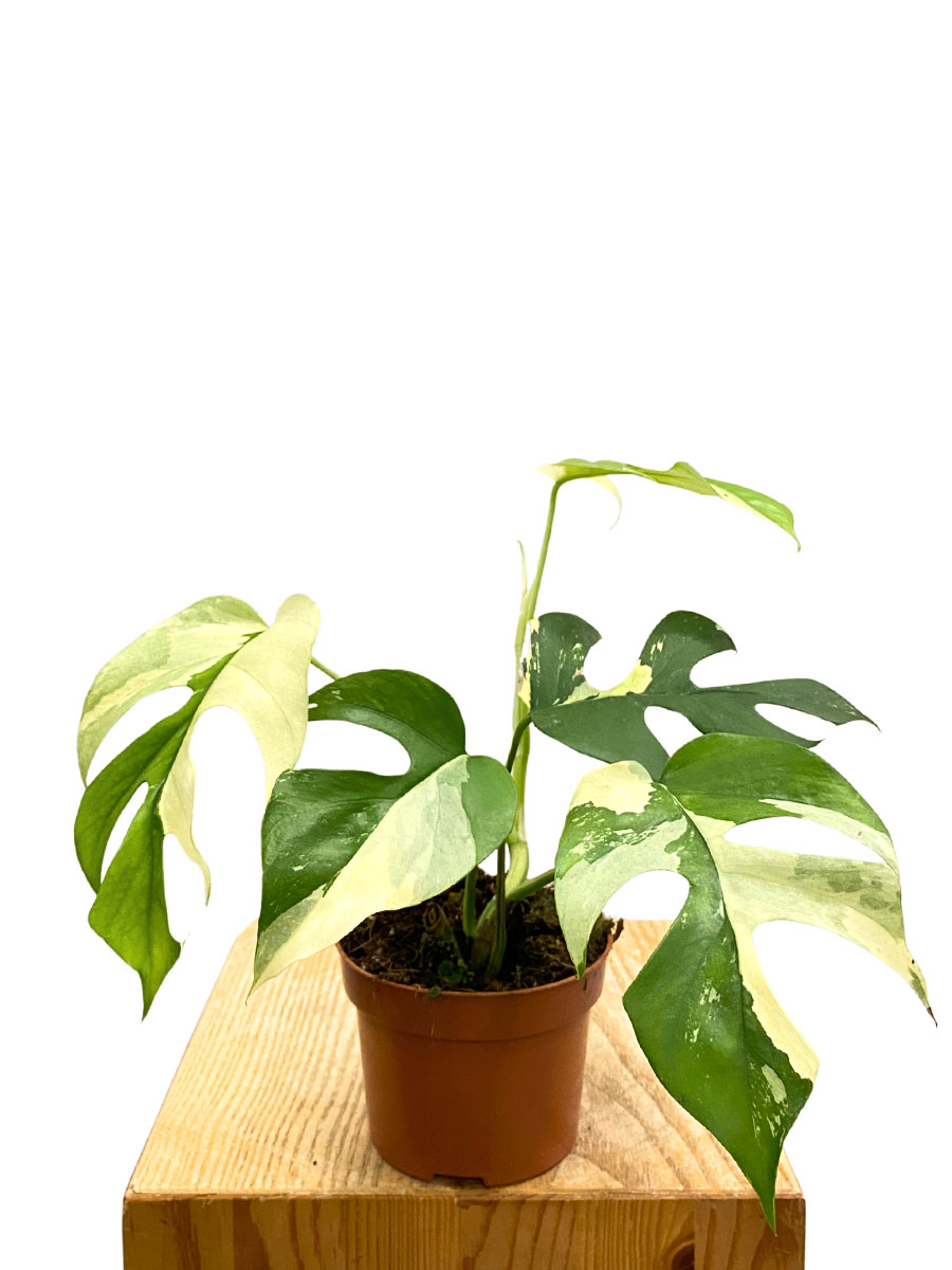 Monstera Minima Variegata