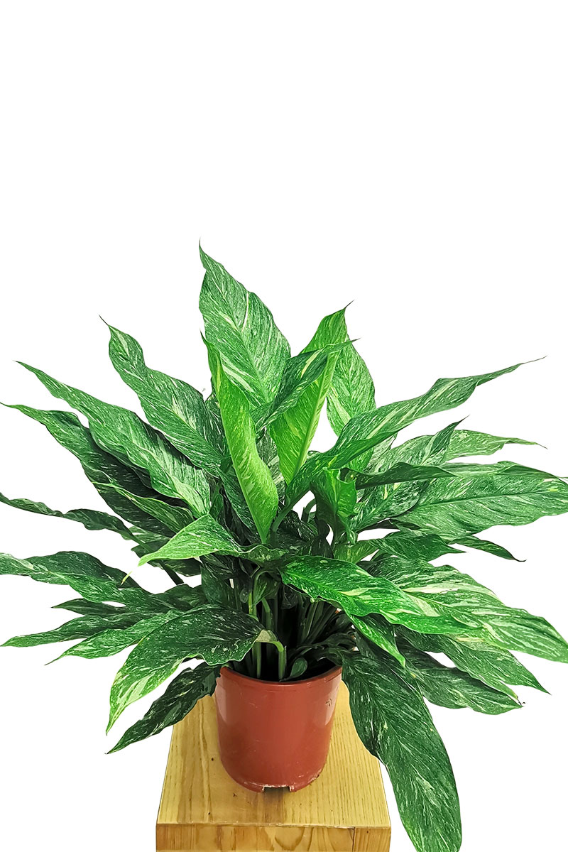 Spathiphyllum variegata Diamond 50-60cm