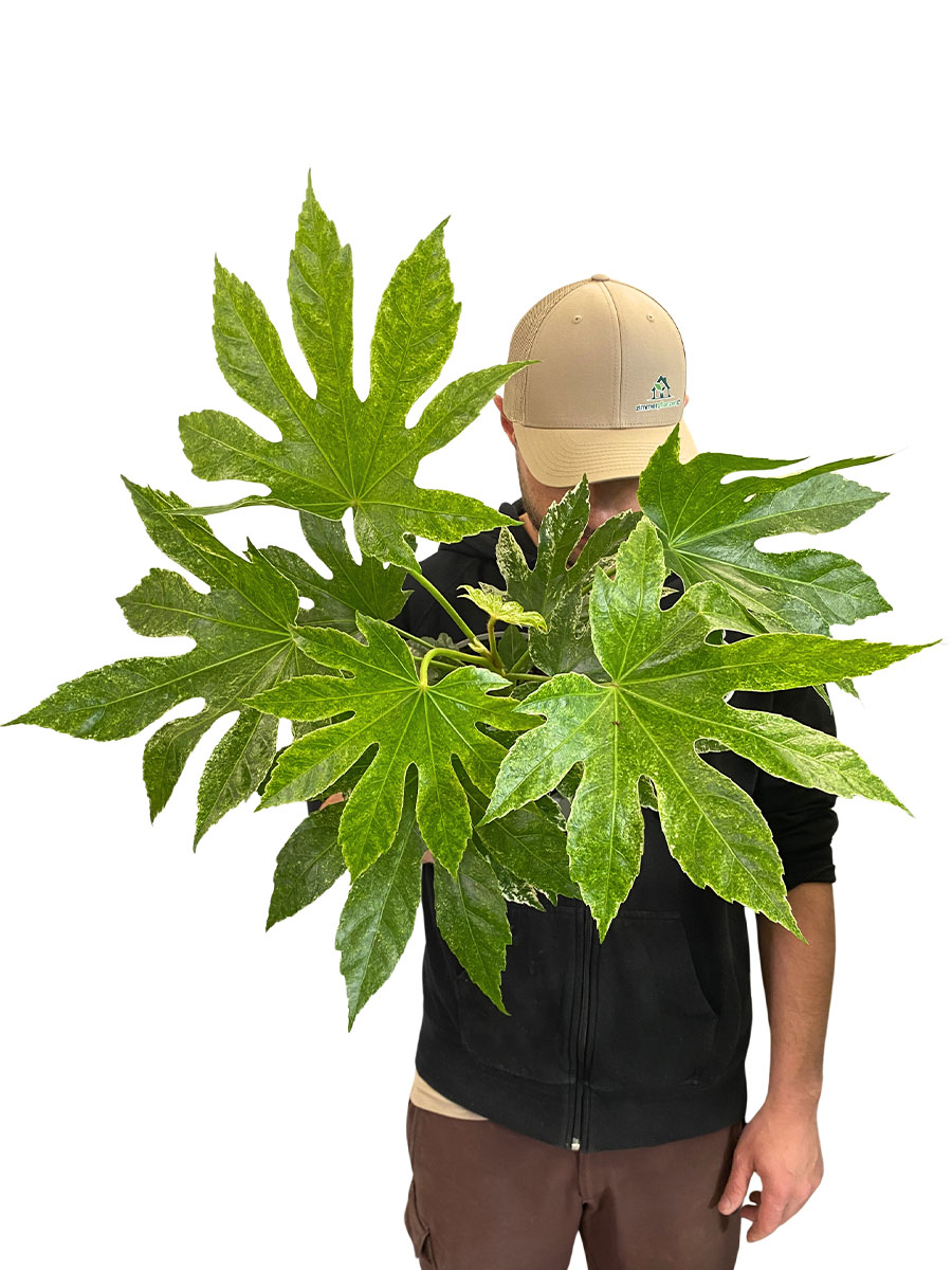 Fatsia Japonica Variegata Spider Web