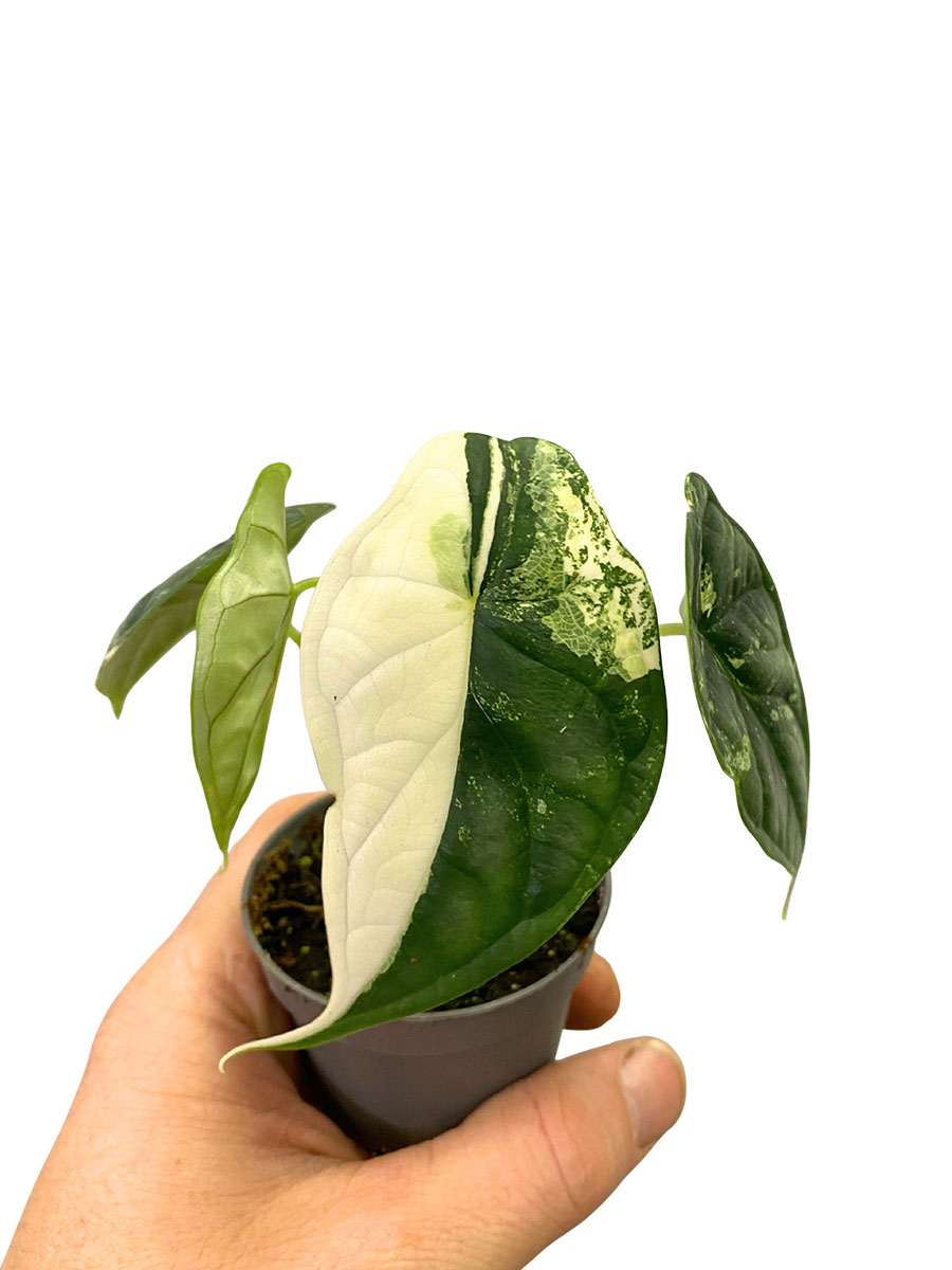 Alocasia Dragon Scale Variegata