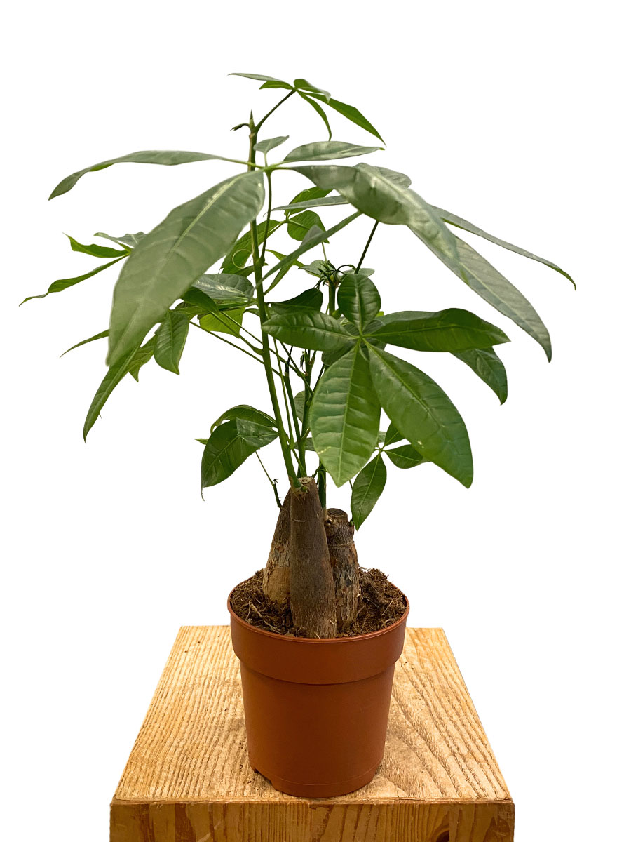 Glückskastanie Pachira Aquatica - Ø12 cm