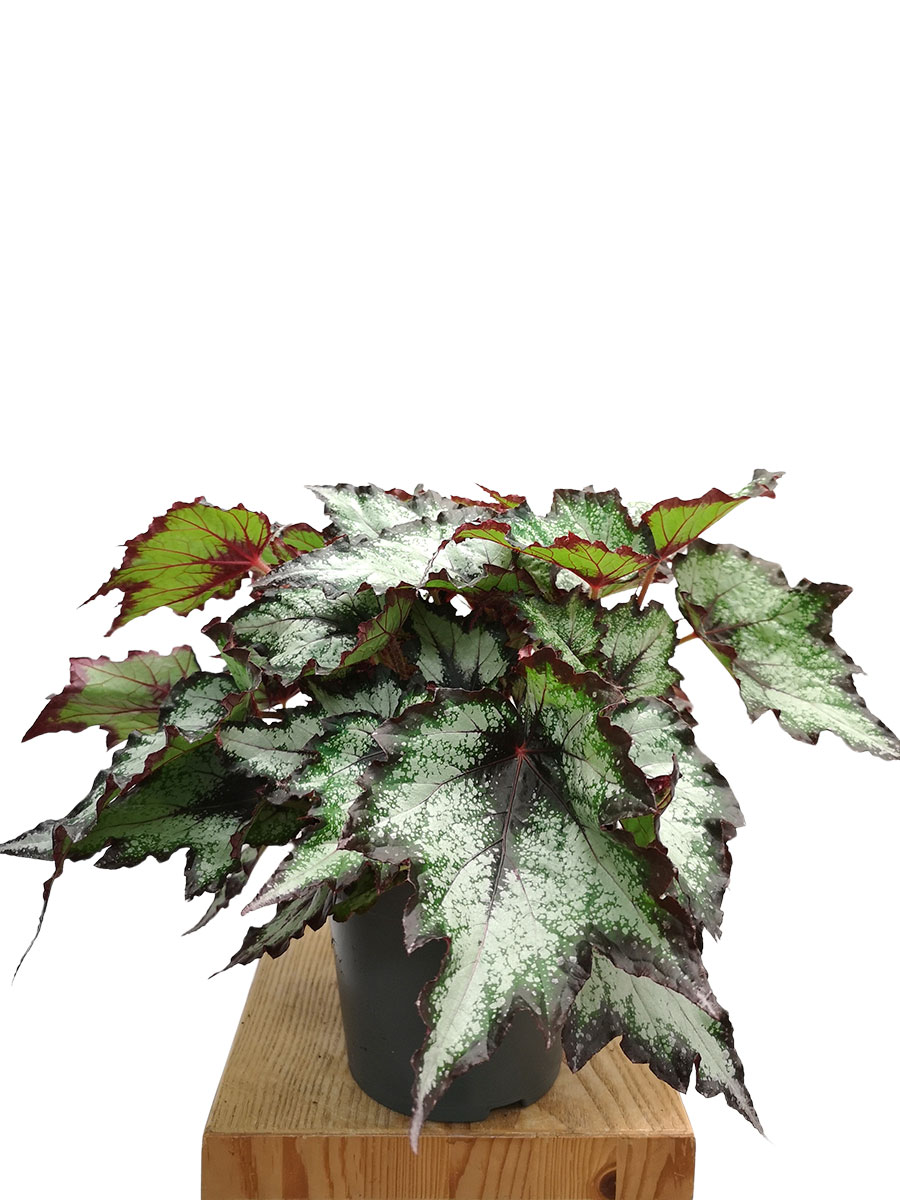 Begonia blad Green Valley