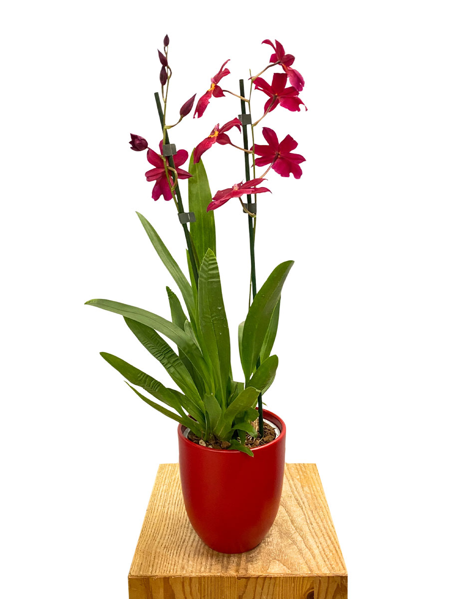 Orchidee Nelly Isler Red Velvet im Keramiktopf Orchidee Nelly Isler Red Velvet im Keramiktopf