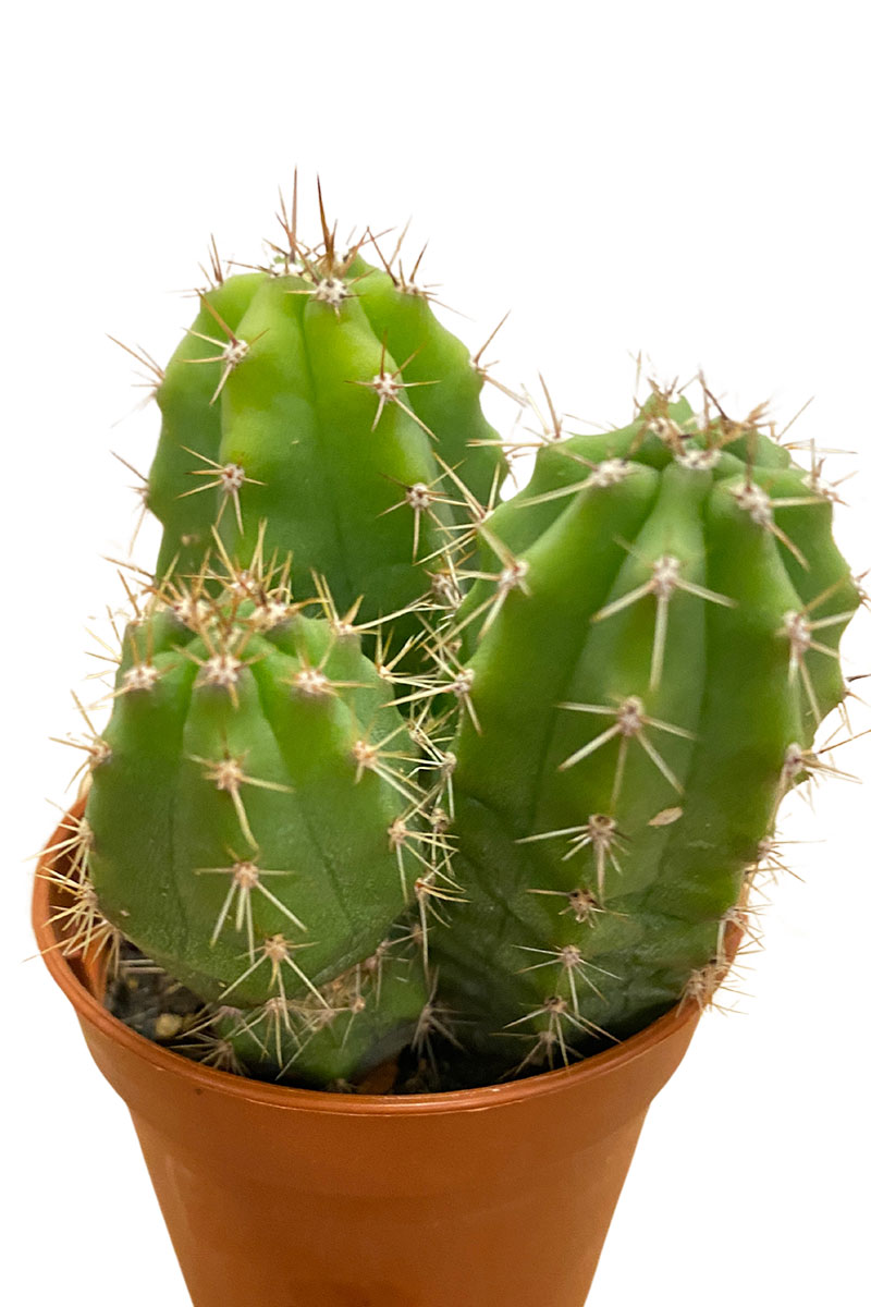 Baby San Pedro Kaktus Trichocereus pachanoi