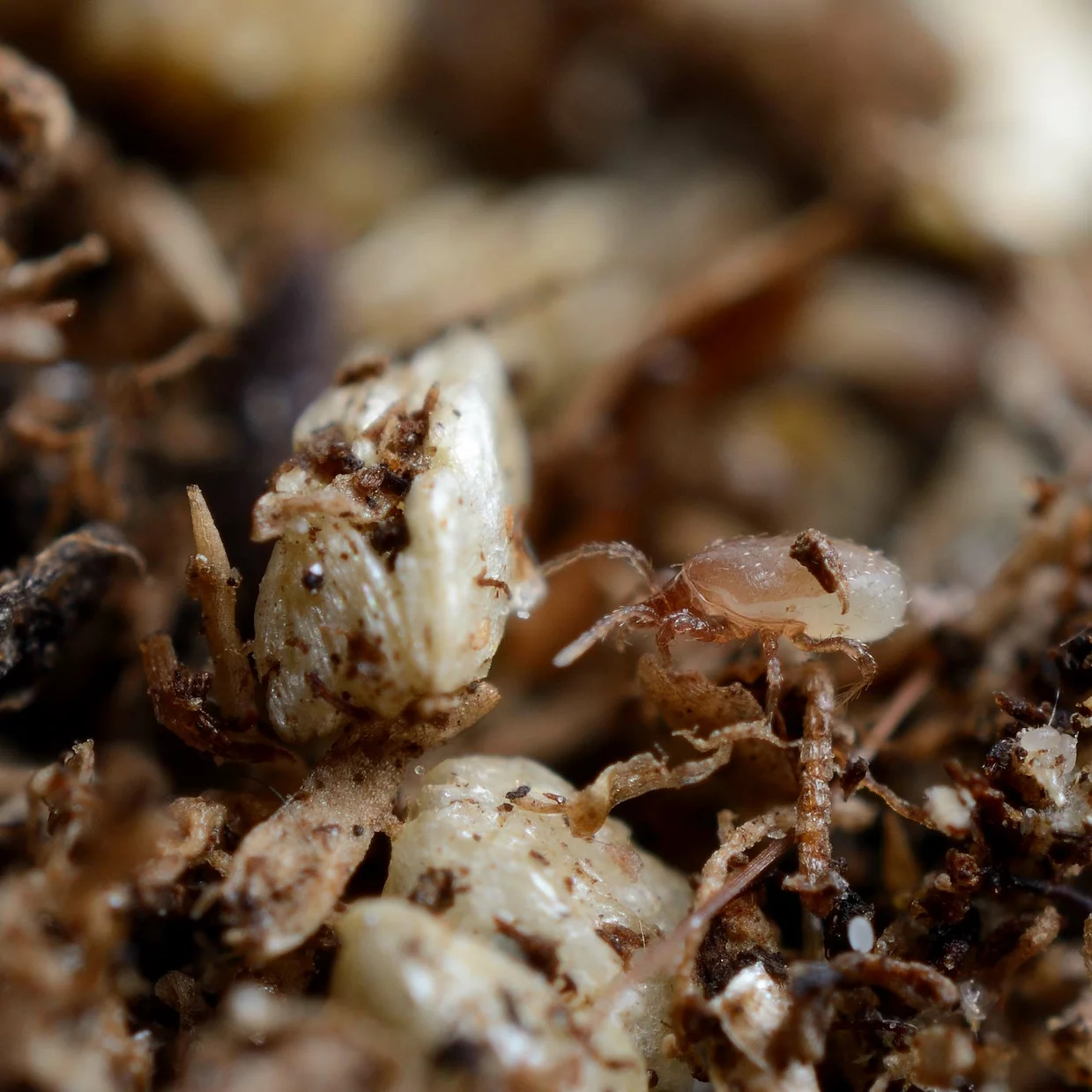 Hypoaspis Raubmilben - gegen Trauermückenlarven