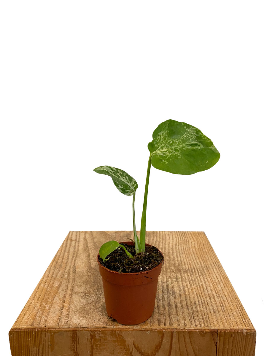 Baby Monstera Bulbasaur