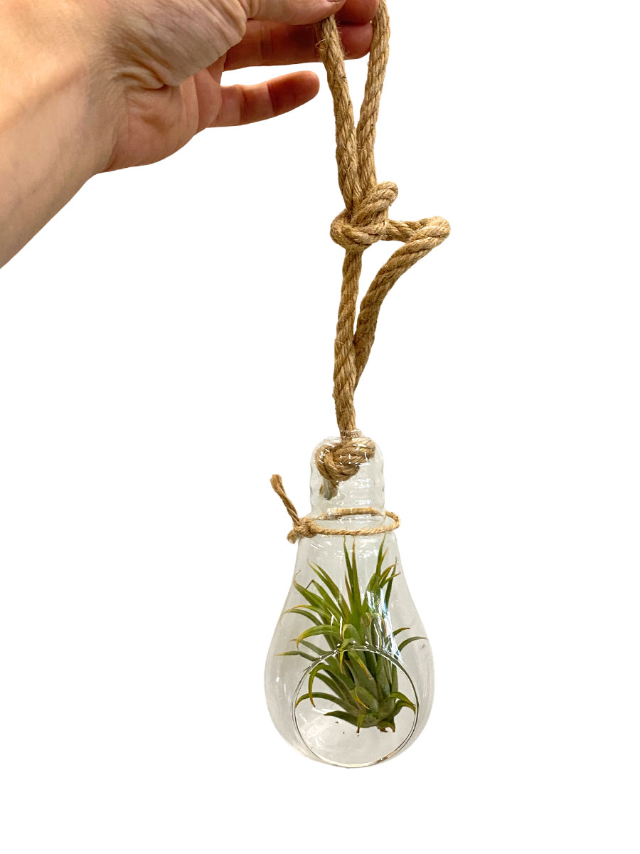 Hänger - Tillandsia Glas Lampe