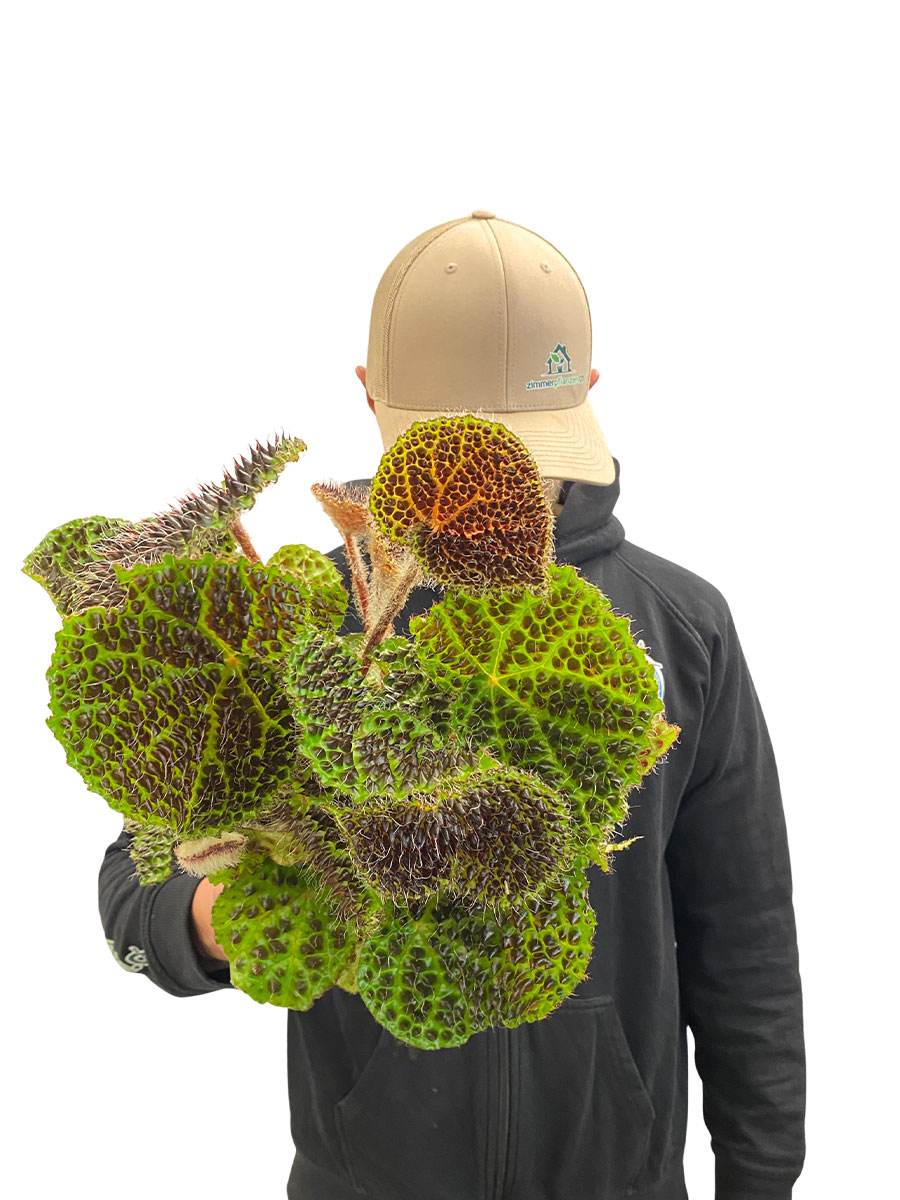 Begonia Melanobullata