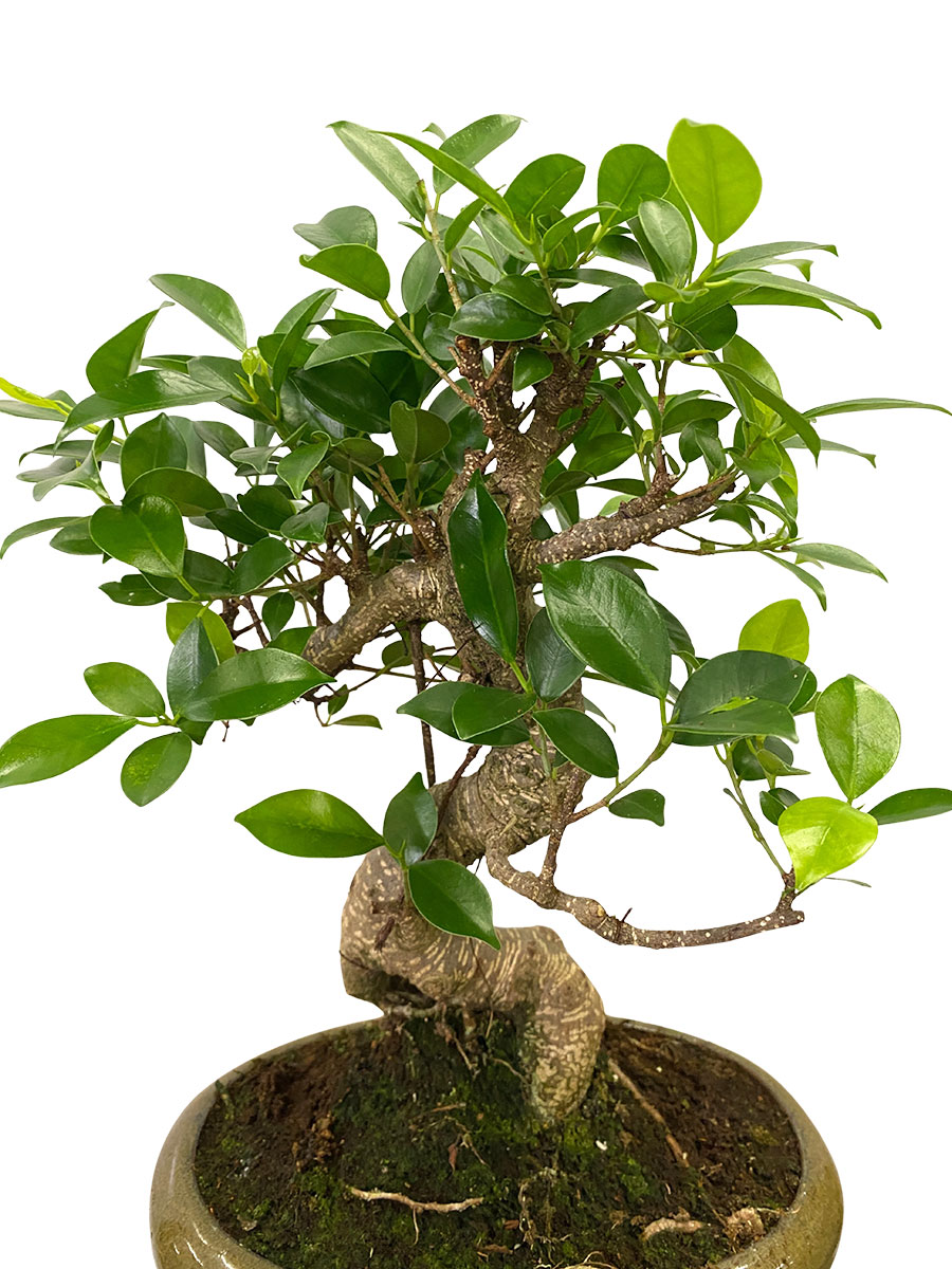 Bonsai Ficus Retusa