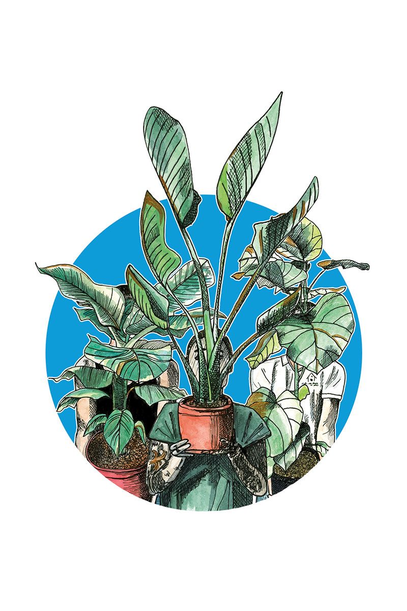 zimmerpflanzen online kaufen schweiz