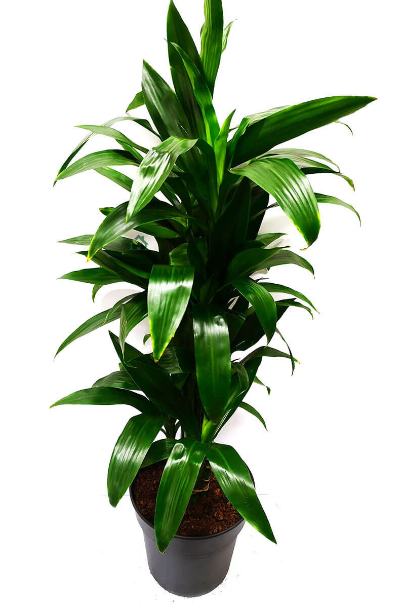 Dracaena Janet Craig verzweigt