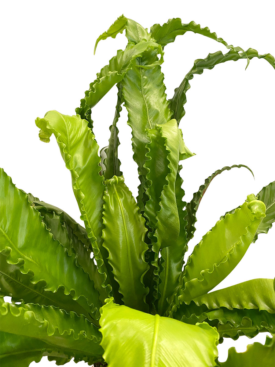 Nestfarn Asplenium Osaka