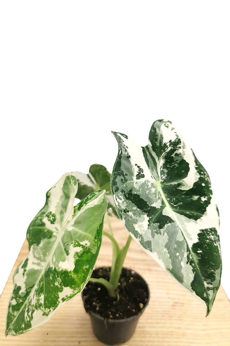 Baby Alocasia Frydek Variegata