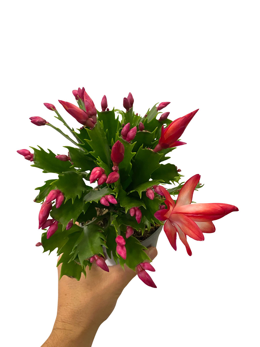 Schlumbergera Truncata Flame Red