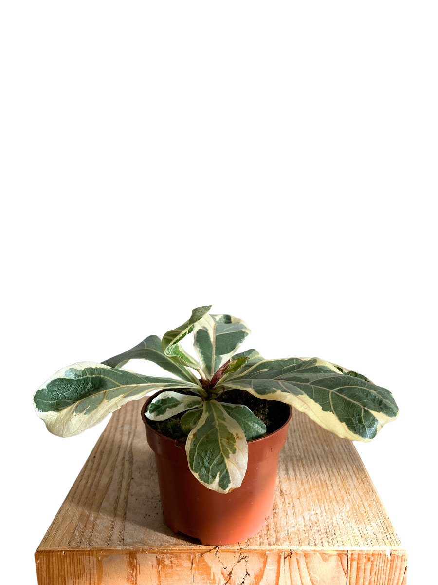 Ficus Lyrata Variegata