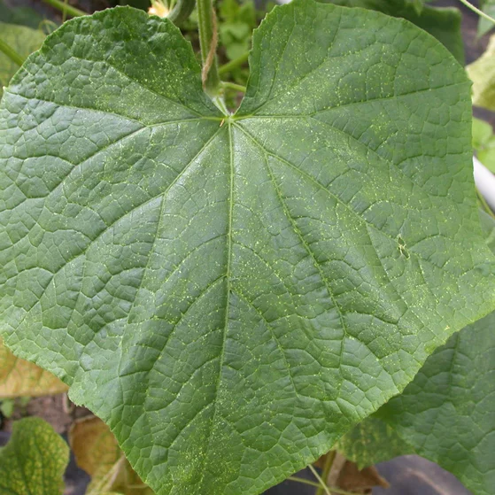 Phytoseiulus Raubmilben - gegen Spinnmilben