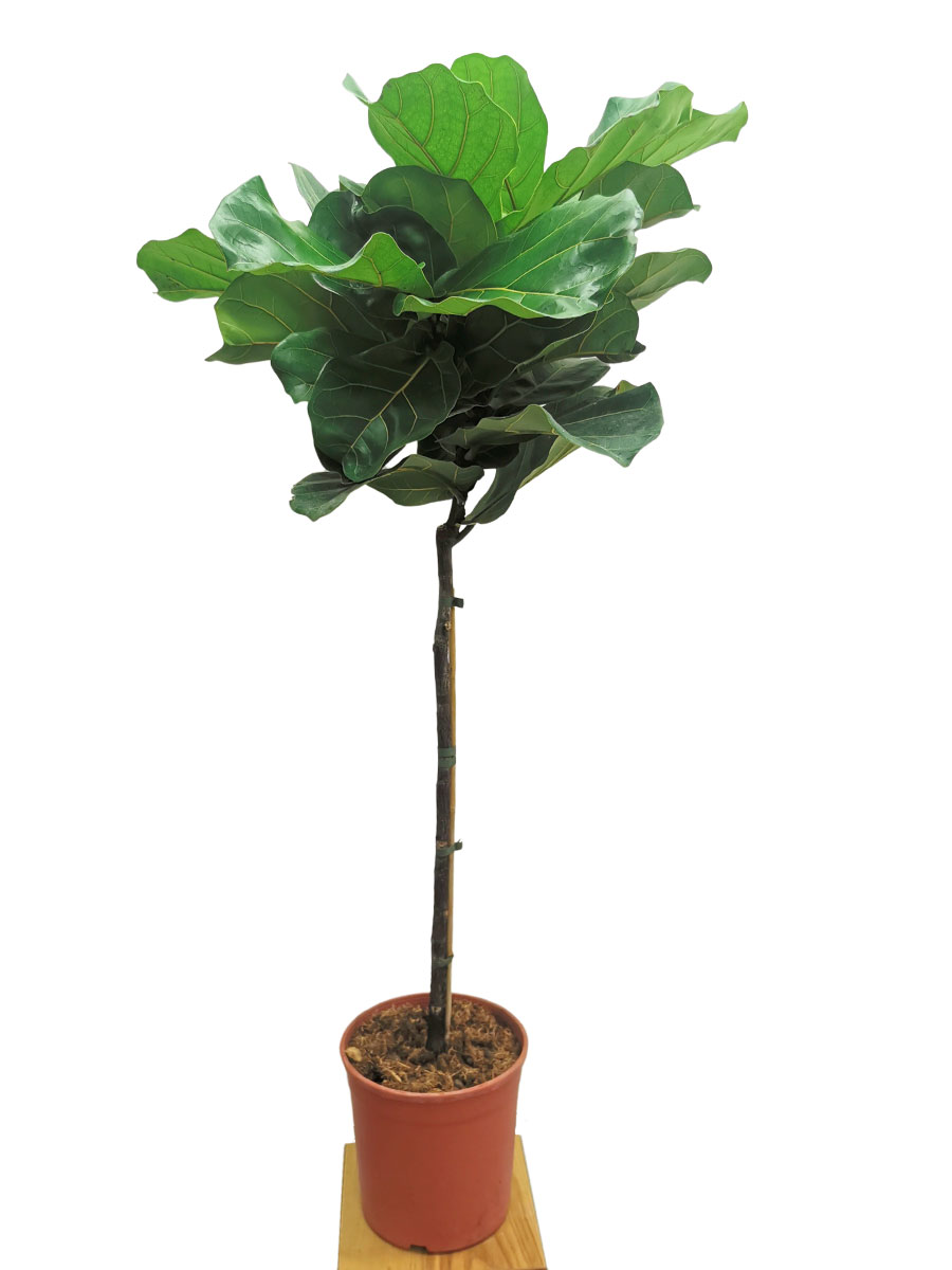 Geigenfeige Ficus lyrata Stämmchen 120-130cm