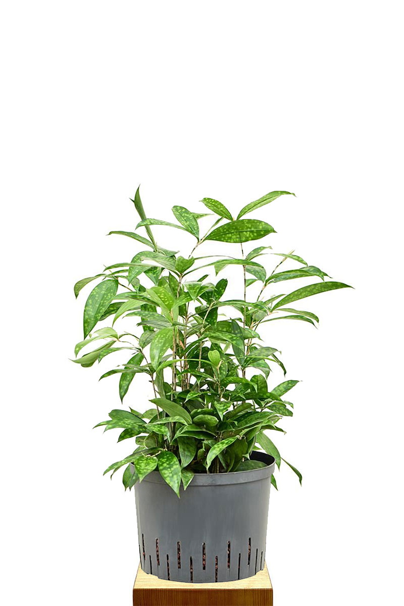 Hydro - Dracaena Surculosa Tuff