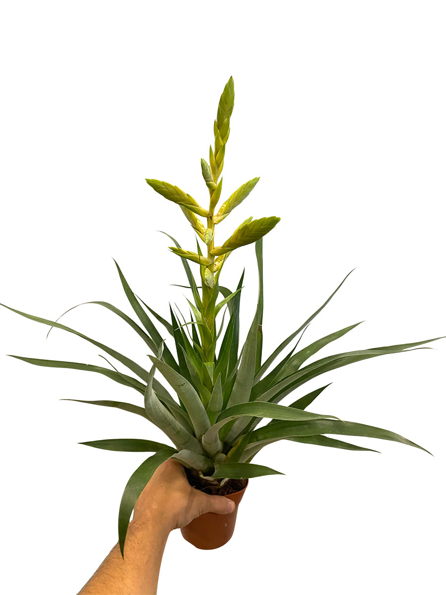 Tillandsia Oerstediana