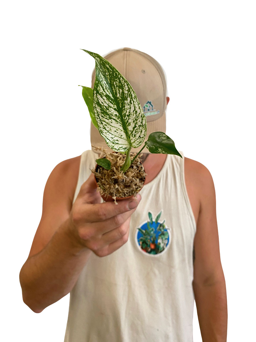 Baby Monstera Devil Monster - Ø7 cm