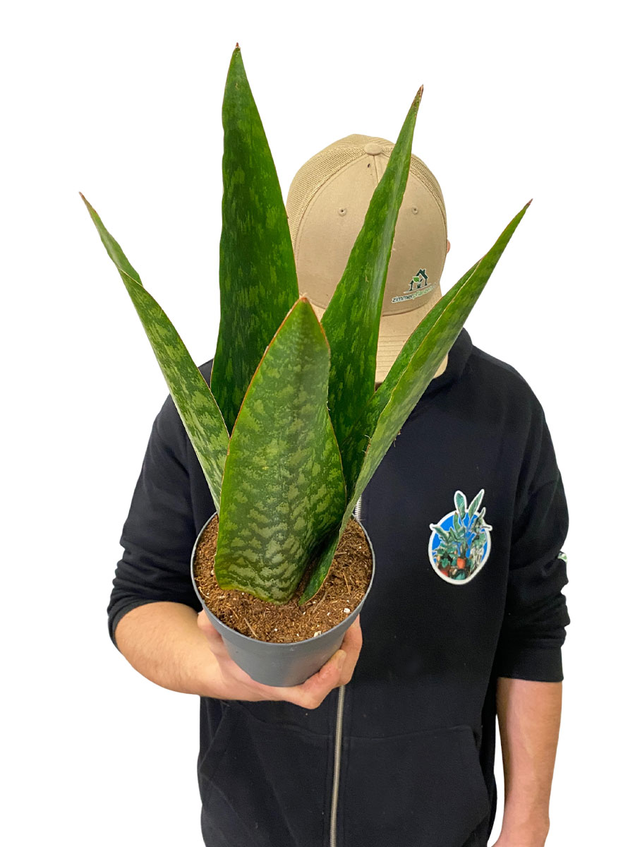 Sansevieria Jamaiquina Queen