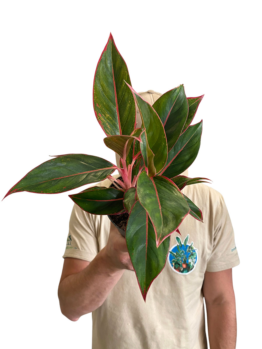 Aglaonema Jungle Red