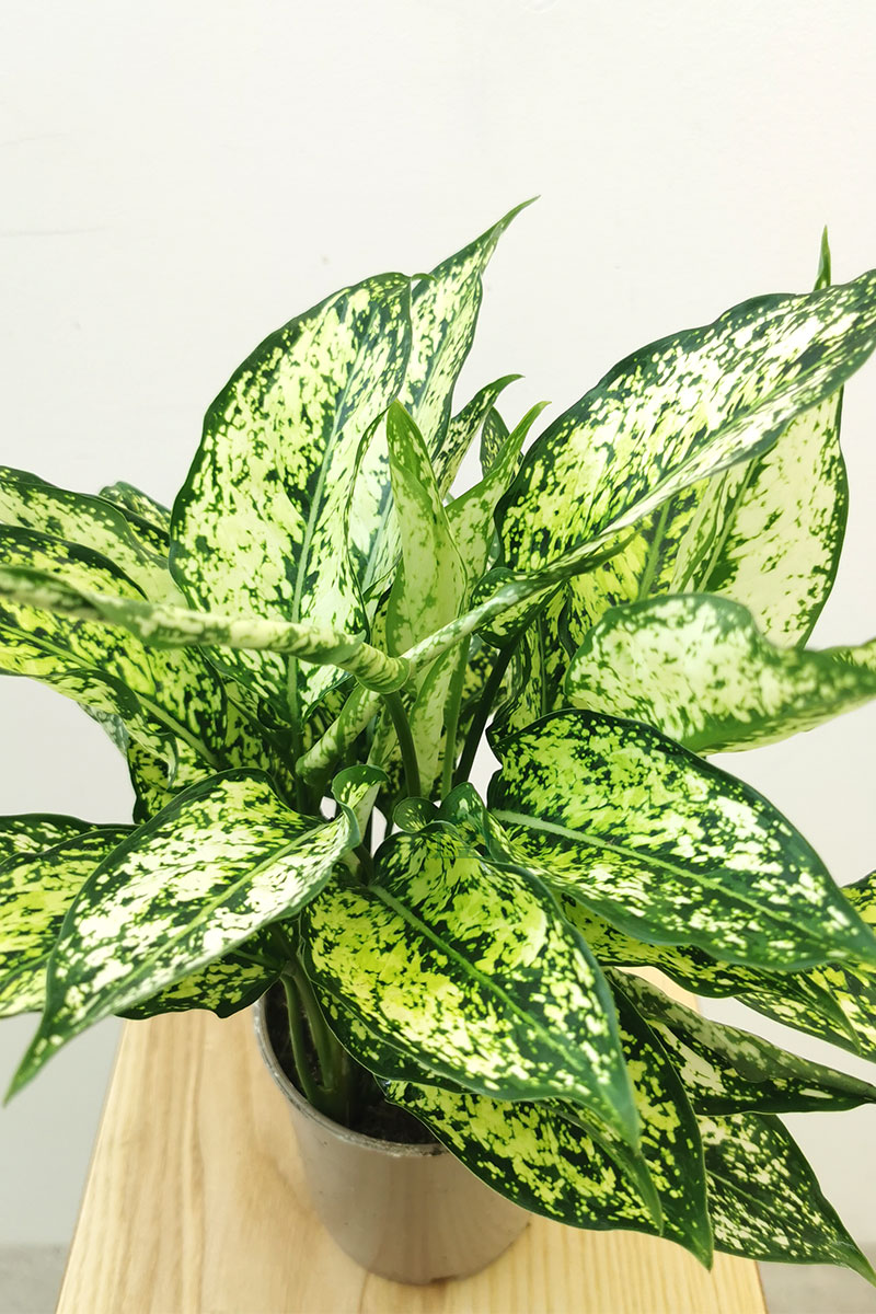 Aglaonema White Star Aglaonema White Star