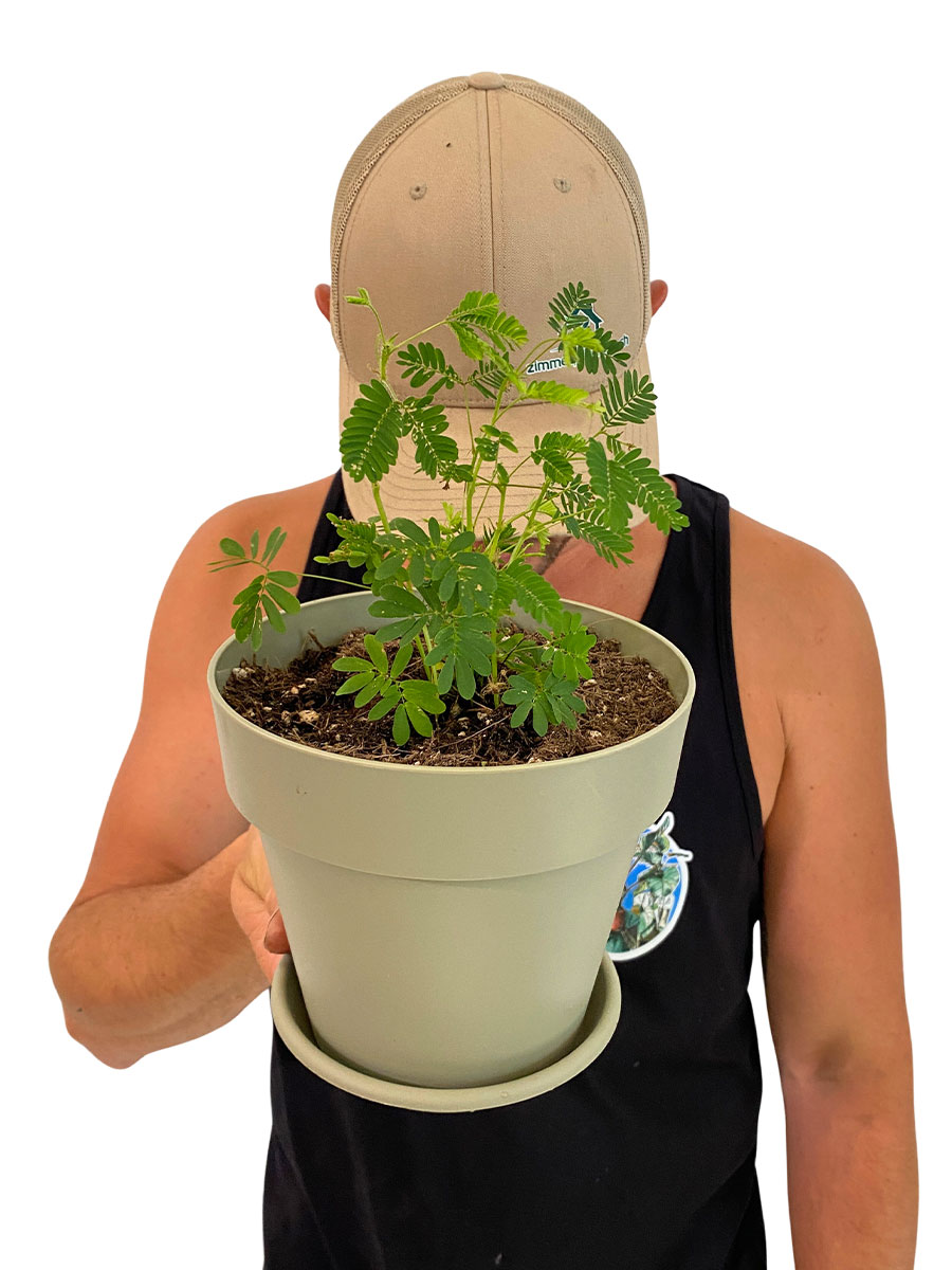 Echte Mimose Mimosa Pudica