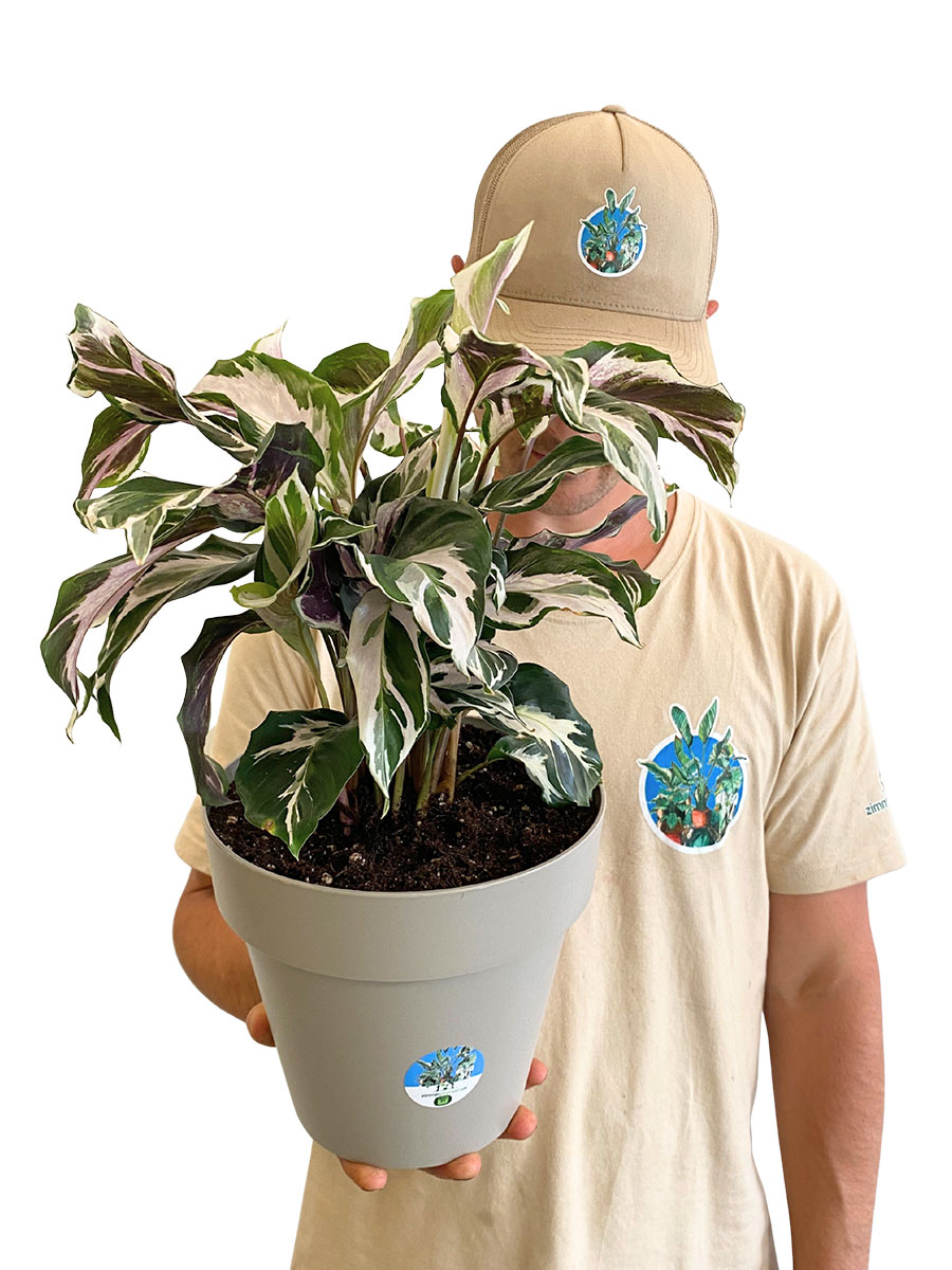 Calathea White Fusion