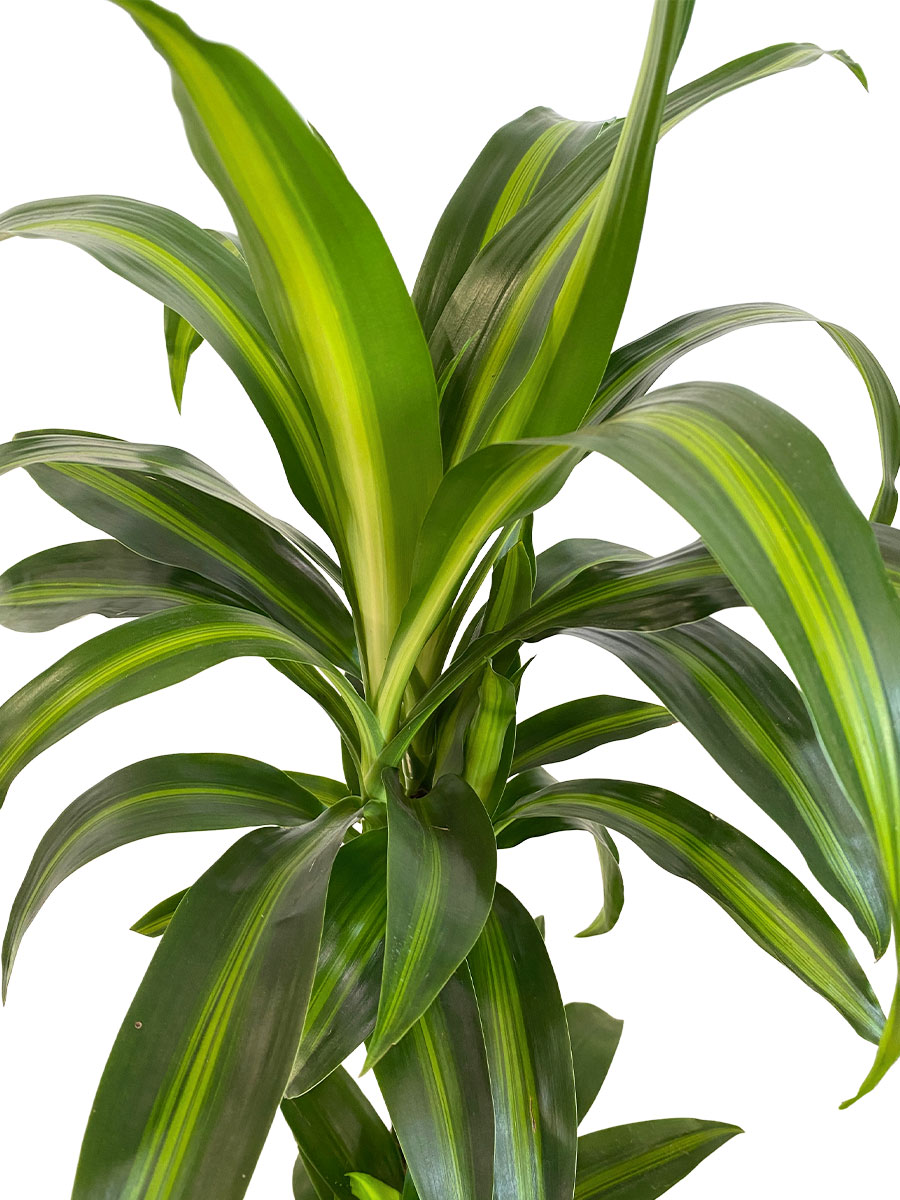 Dracaena Hawaiian Sunshine