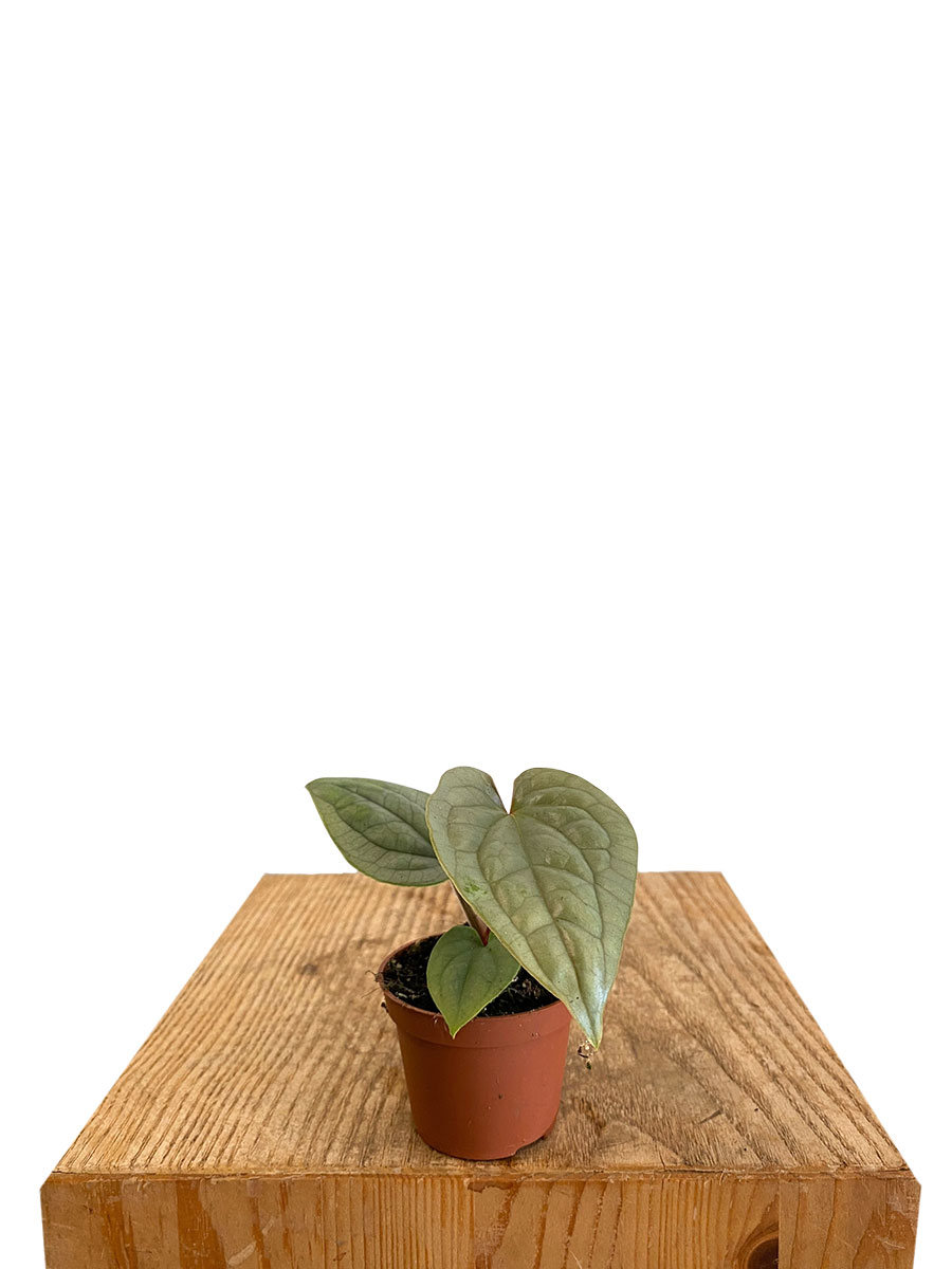 Baby Anthurium Luxurians