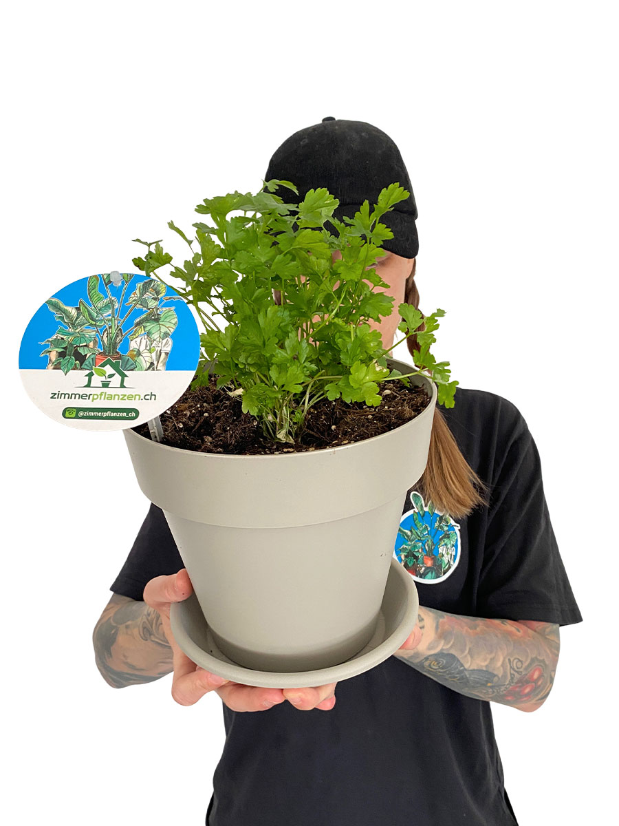 Petersilie Glatt Bio