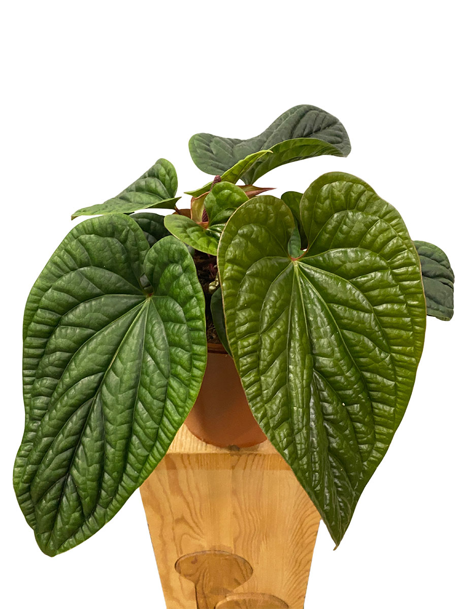 Anthurium Luxurians x Radicans