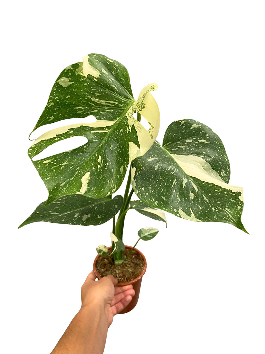Monstera Deliciosa Variegata 30cm