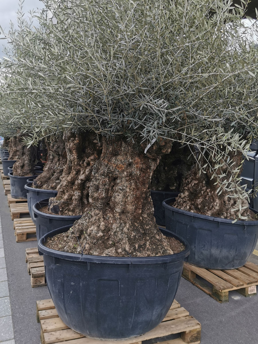 Olivenbaum Bonsai Outdoor XXL