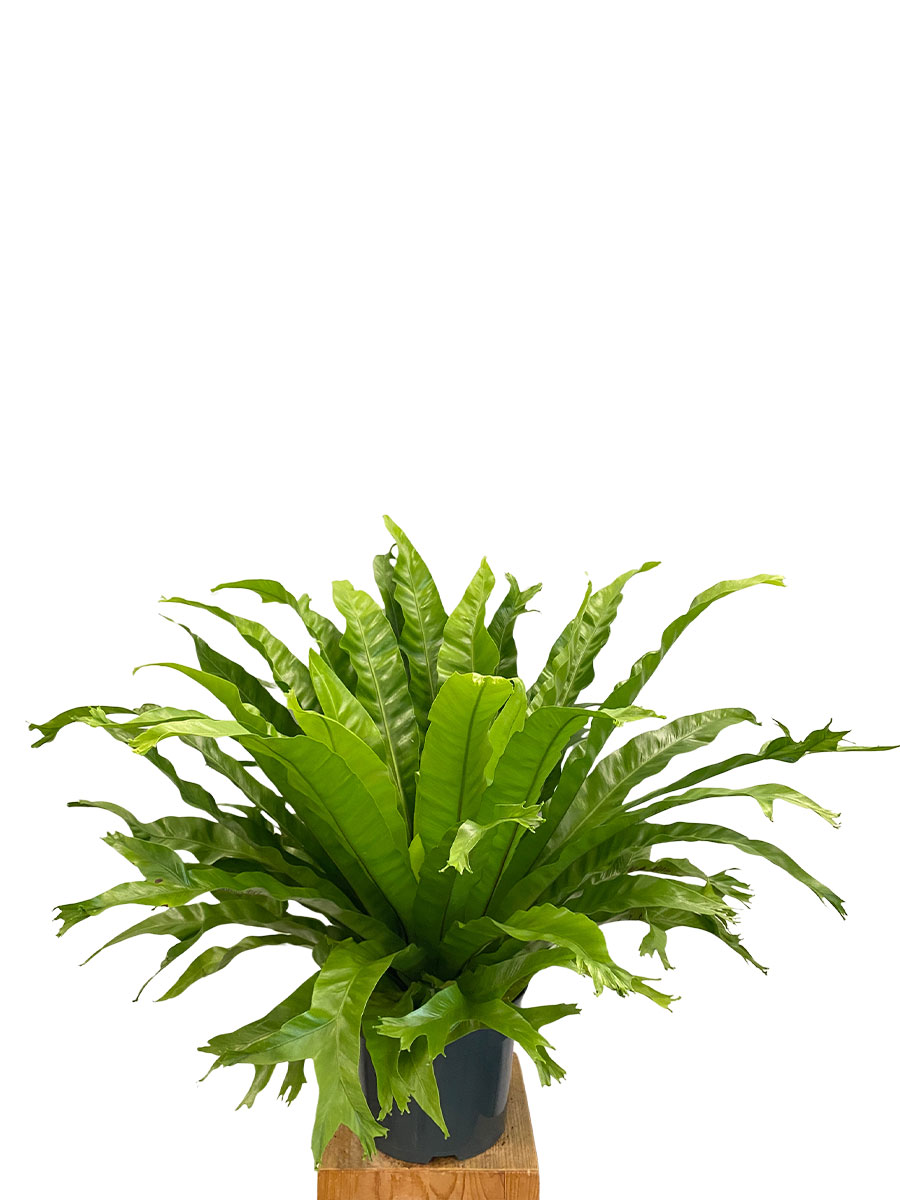 Nestfarn Asplenium Crissie - Gross