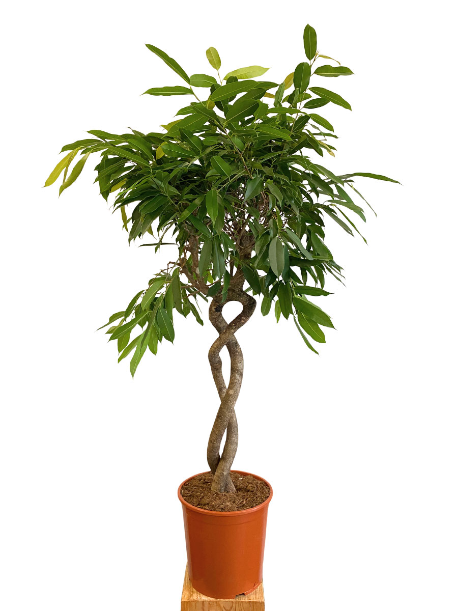 Ficus Amstel King Stamm Spirale