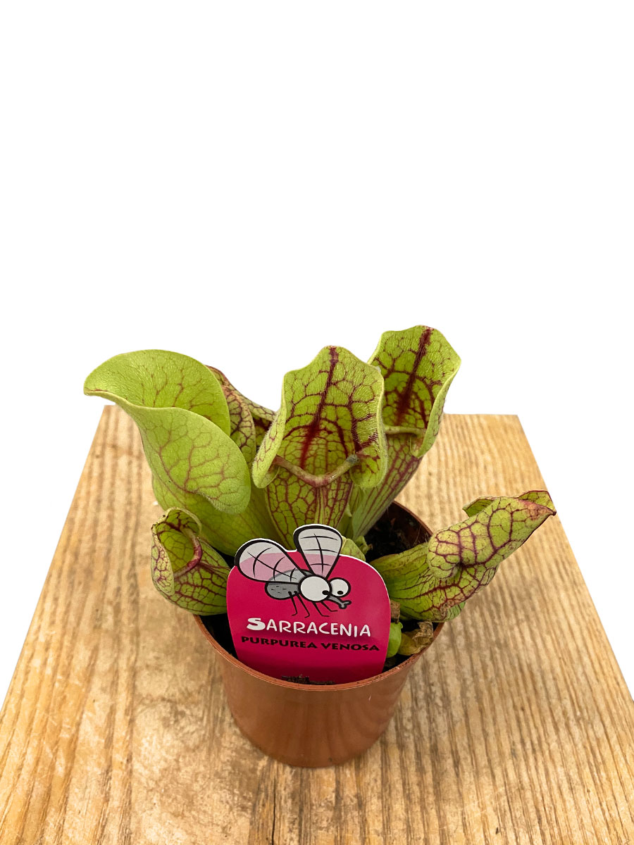 Schlauchpflanze Sarracenia Purpurea Venosa