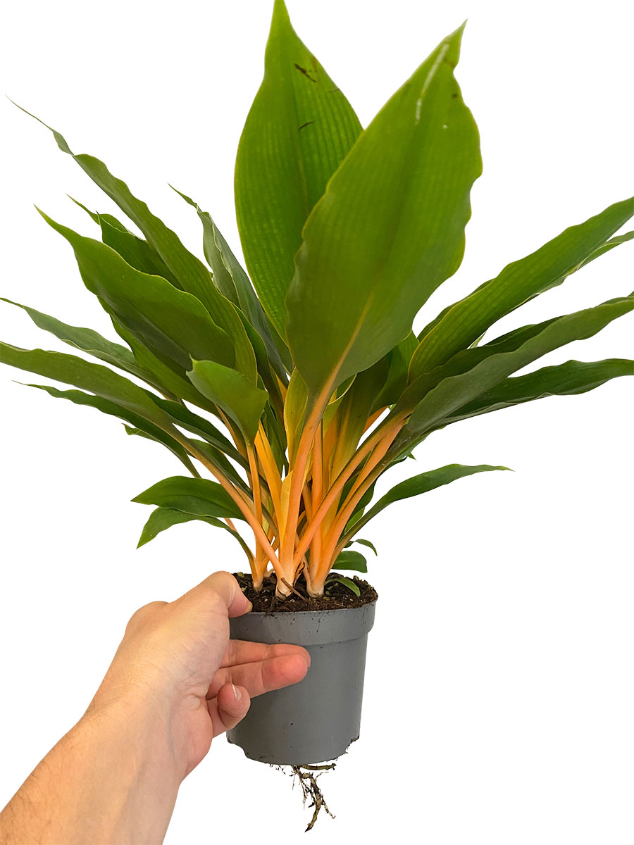 Chlorophytum Green Orange