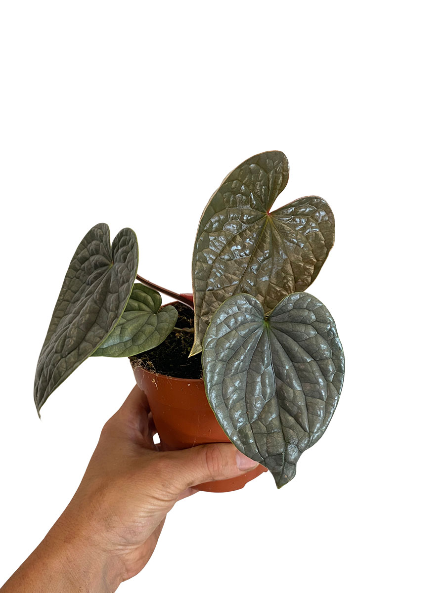 Anthurium Luxurians