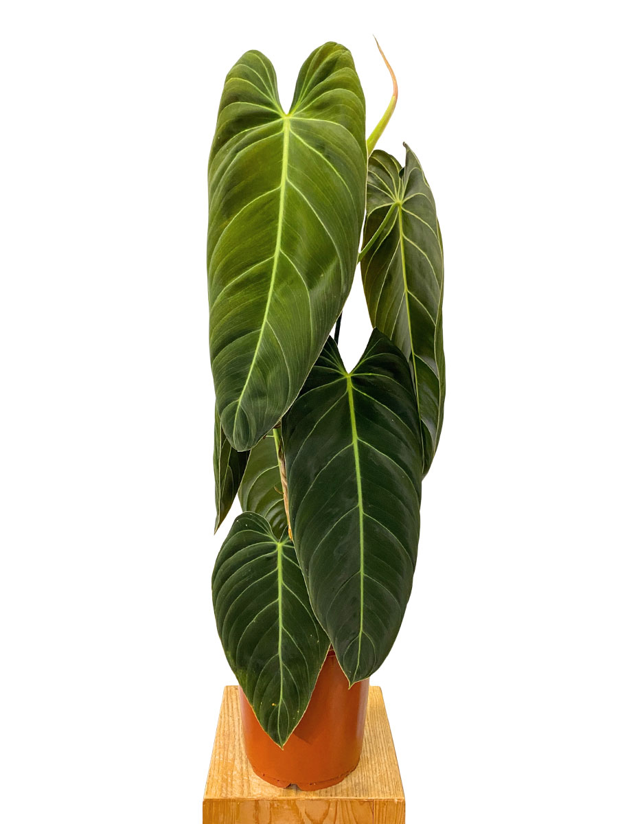 Philodendron Melanochrysum - Gross