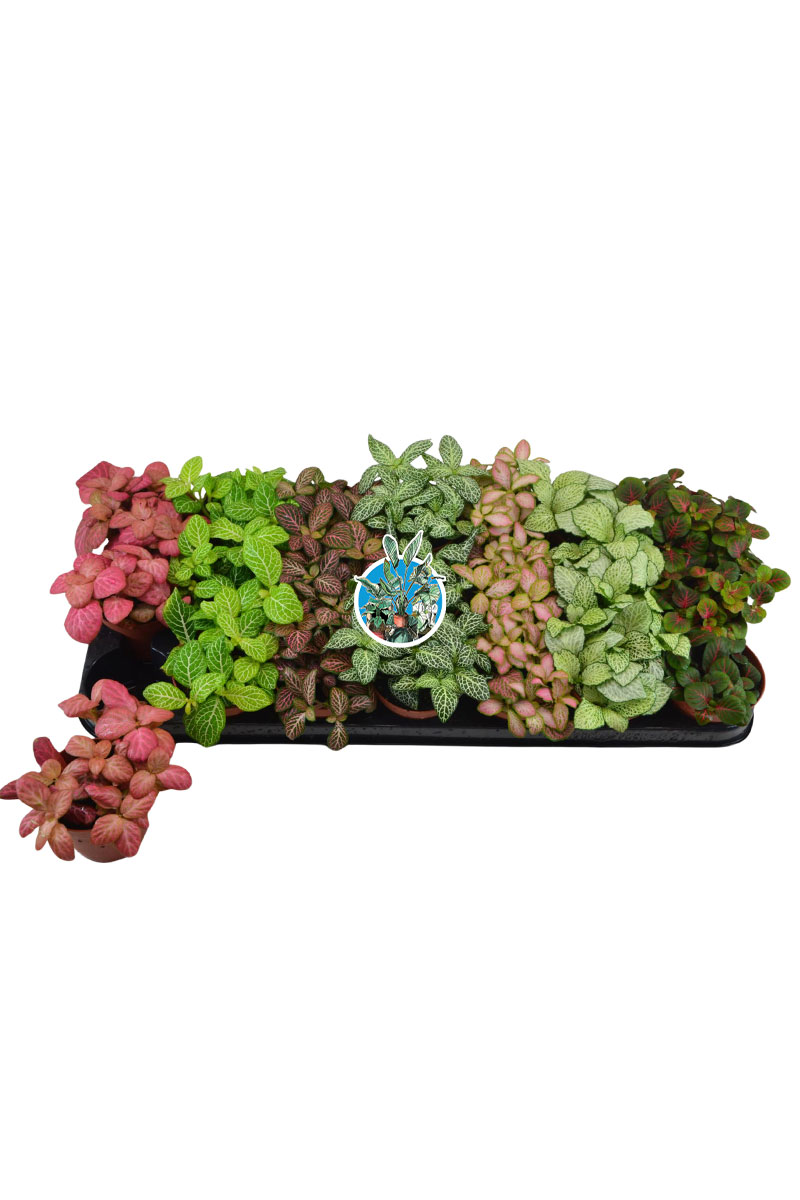 Mosaikpflanze Fittonia 7 Farben Mix - 21 Stk.