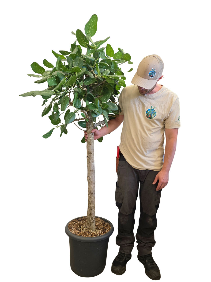 Banyanbaum Ficus Benghalensis - Gross
