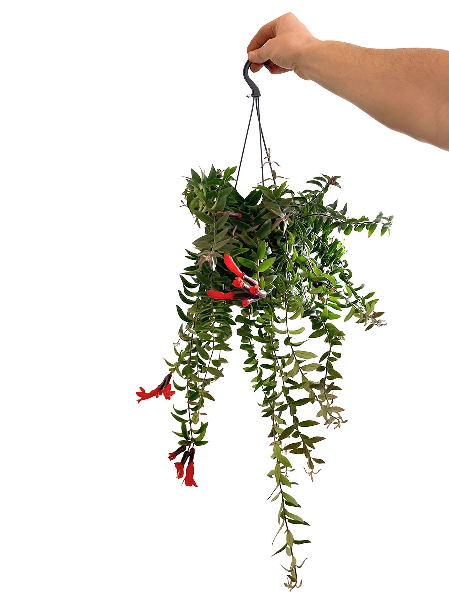 Hänger - Lipstick Plant Aeschynanthus Twister