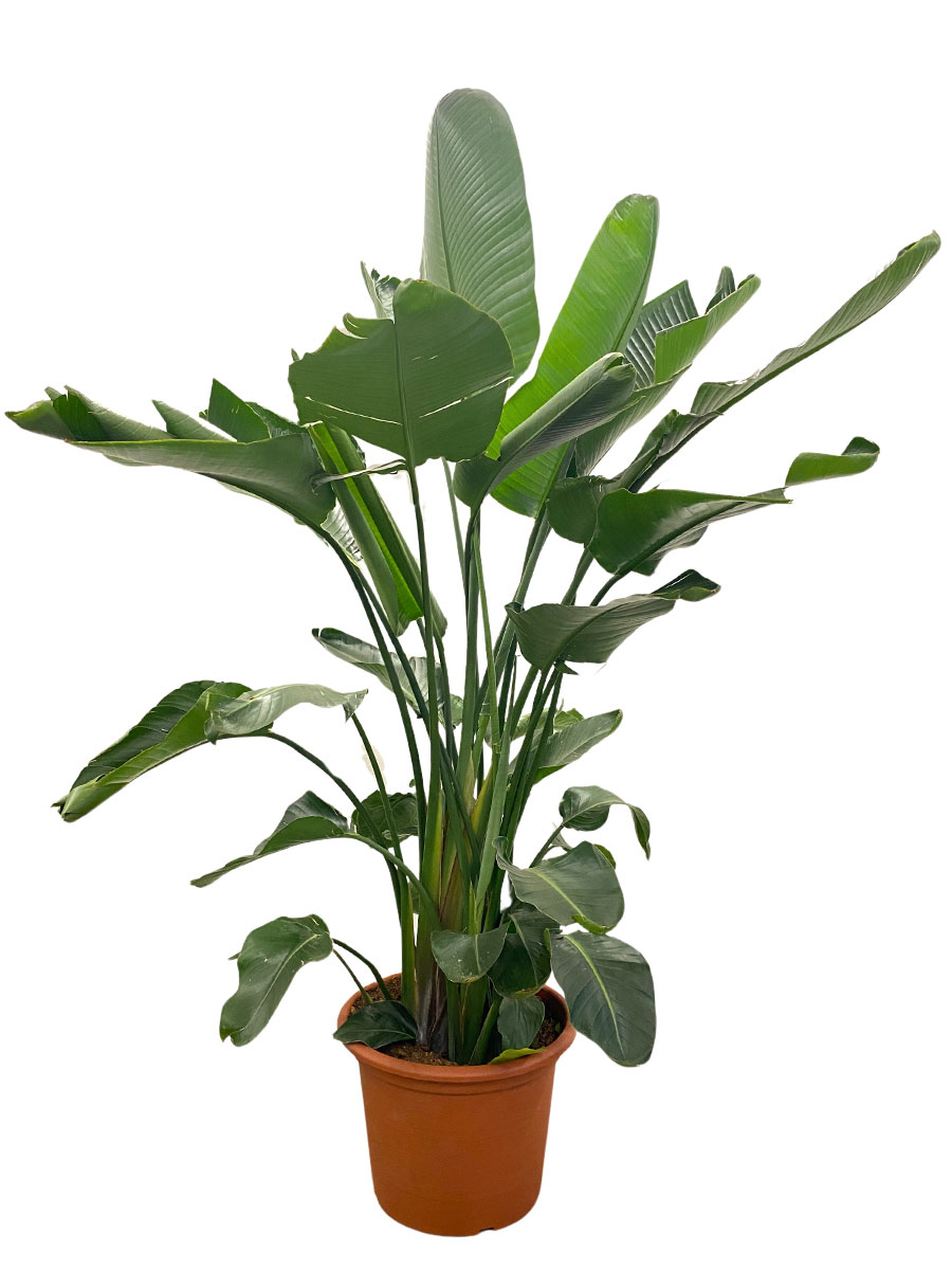 Strelitzia Nicolai - Gross